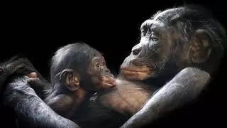 Los bonobos tienen un lenguaje con características que se creían únicas en los humanos