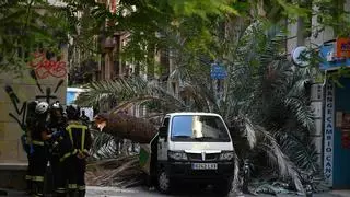 Muere una mujer de 20 años al caerle una palmera encima en el Raval de Barcelona