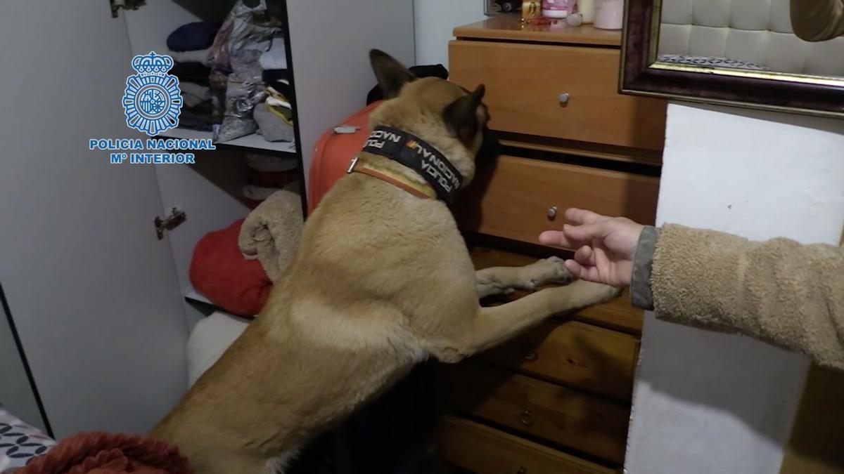 Un perro de la Policía Nacional, durante el registro.