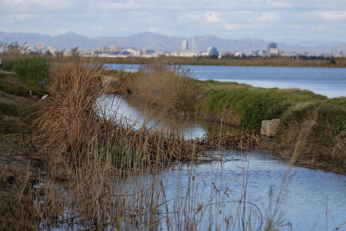Sistema de acequias en el humedal de l'Albufera, que opta a Reserva de la Biosfera de la Unesco