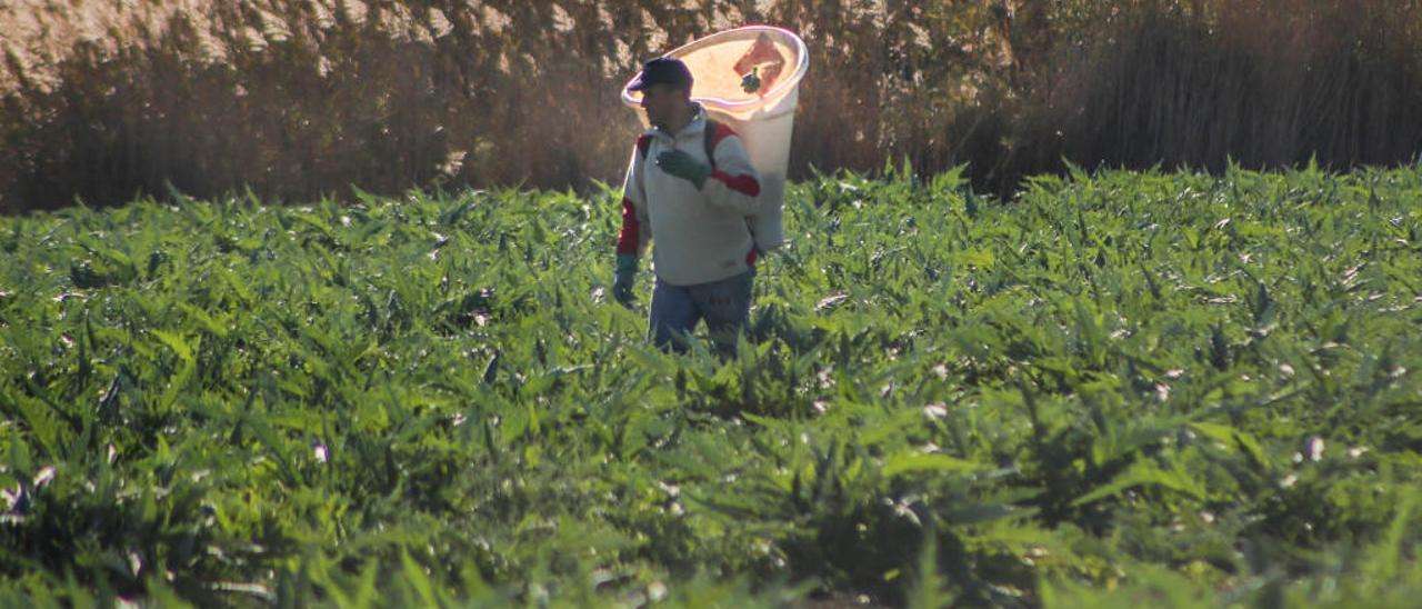 Imagen de la huerta tradicional de la Vega Baja.