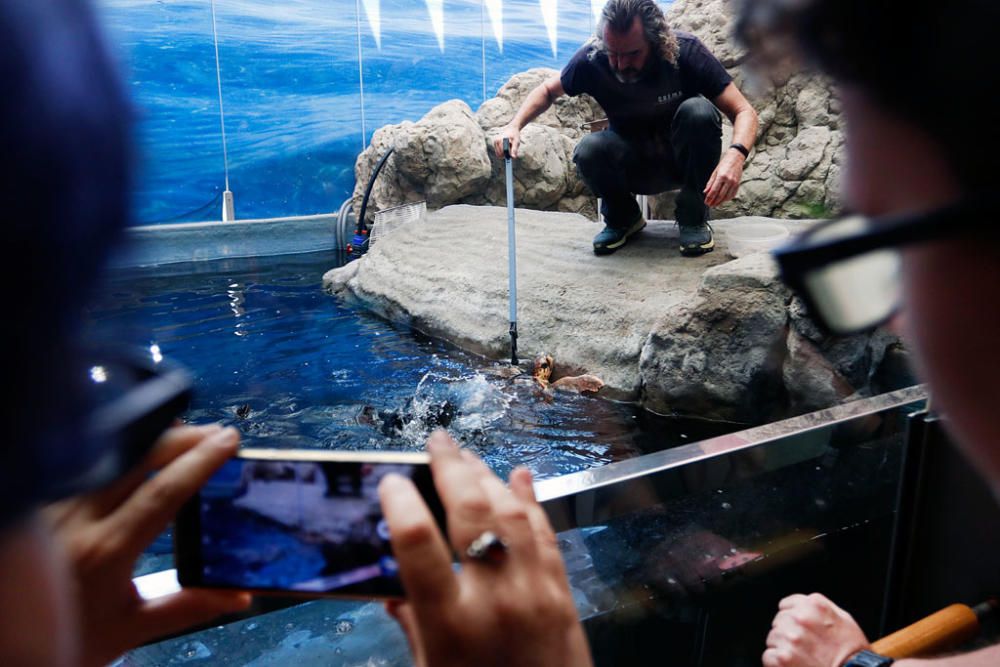 La Opinión de Málaga ha visitado el Museo Alborania, que expone más de 5.000 piezas y al que acuden no sólo escolares, sino muchos turistas, con el fin de celebrar con el Aula del Mar sus treinta años de vida