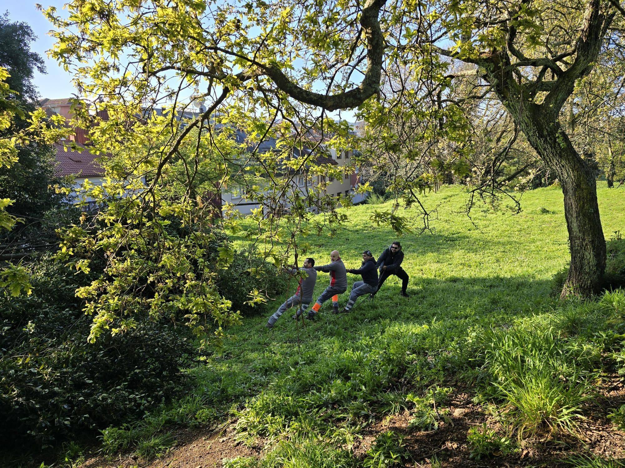 Los operarios municipales retomaron la tala de seguridad en el Parque Botánico Enrique Valdés Bermejo.