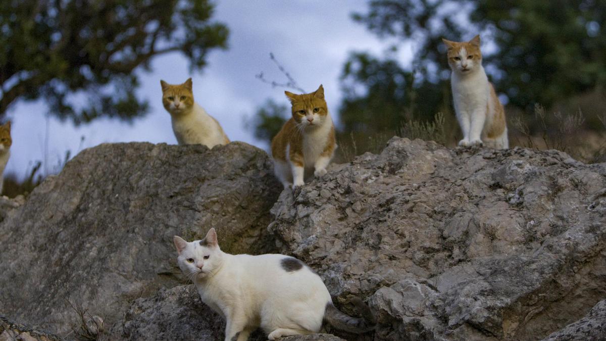 Imagen de archivo de cuatro gatos que forman parte de la misma colonia felina.