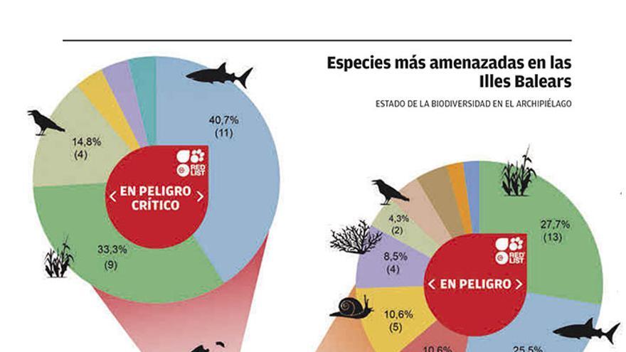 Tiburones y rayas, especies en mayor riesgo de extinción en Balears