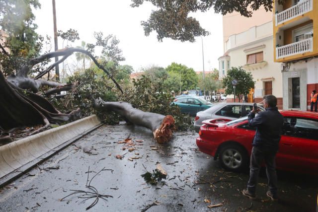 Las incidencias de la borrasca Ana en Málaga