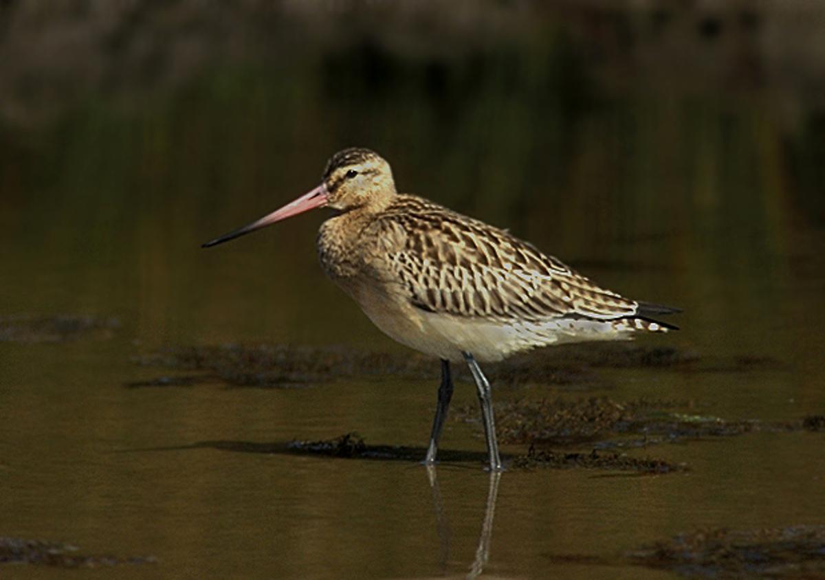 Una aguja colipinta.