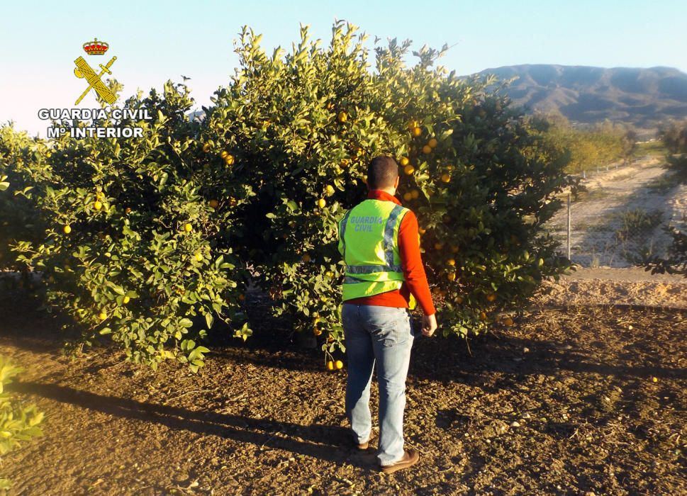 La Guardia Civil ha desmantelado un nutrido grupo delictivo dedicado a la sustracción de cítricos en el Valle del Guadalentín