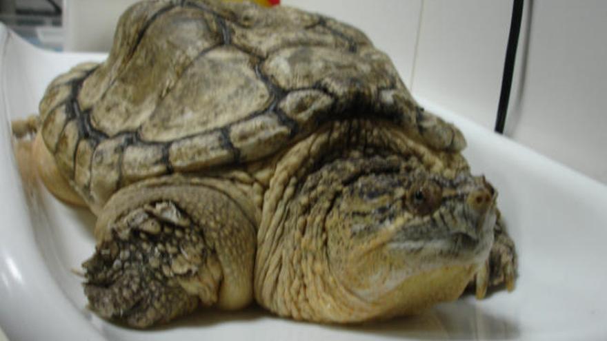 Imagen del ejemplar de tortuga desaparecido en Vigo