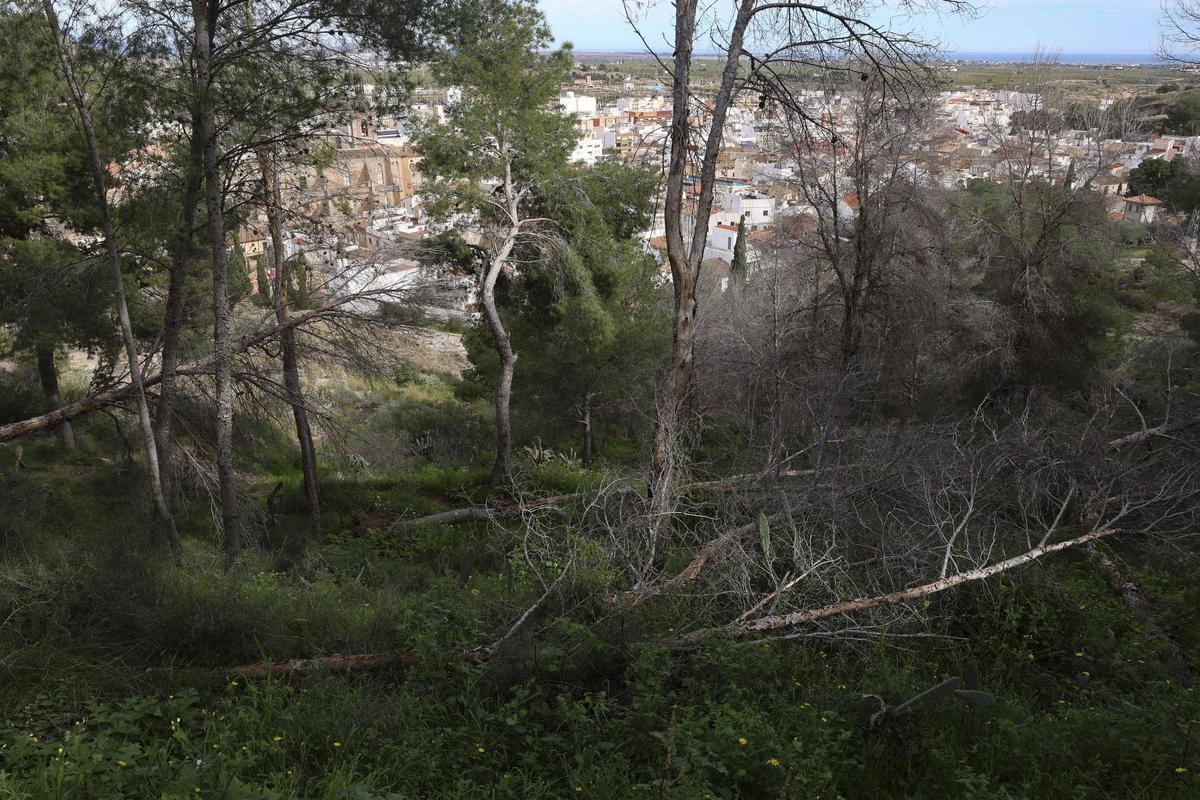 Zona del Castillo con pinos caídos.