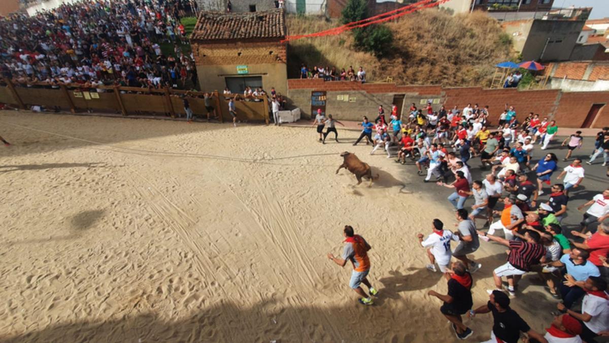 Recorrido del torito del alba Cascarrillo, en Benavente. / E. P.