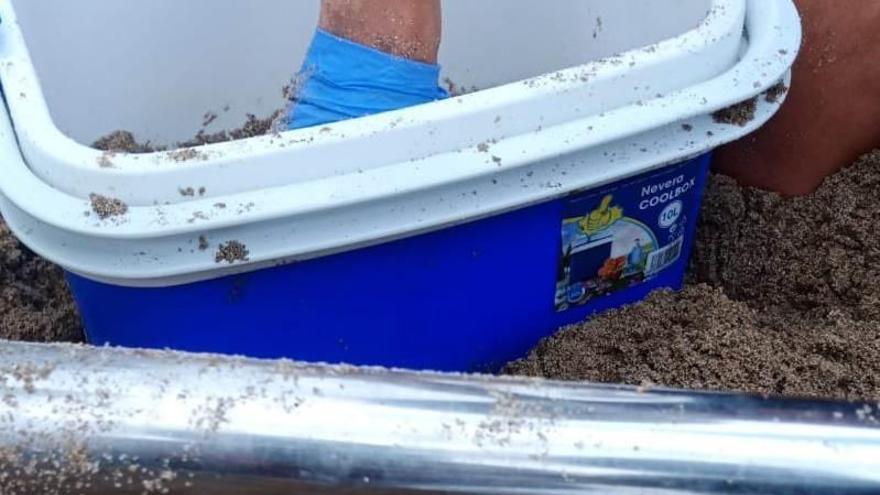 Una tortuga marina pone cien huevos en la playa de Cala Nova