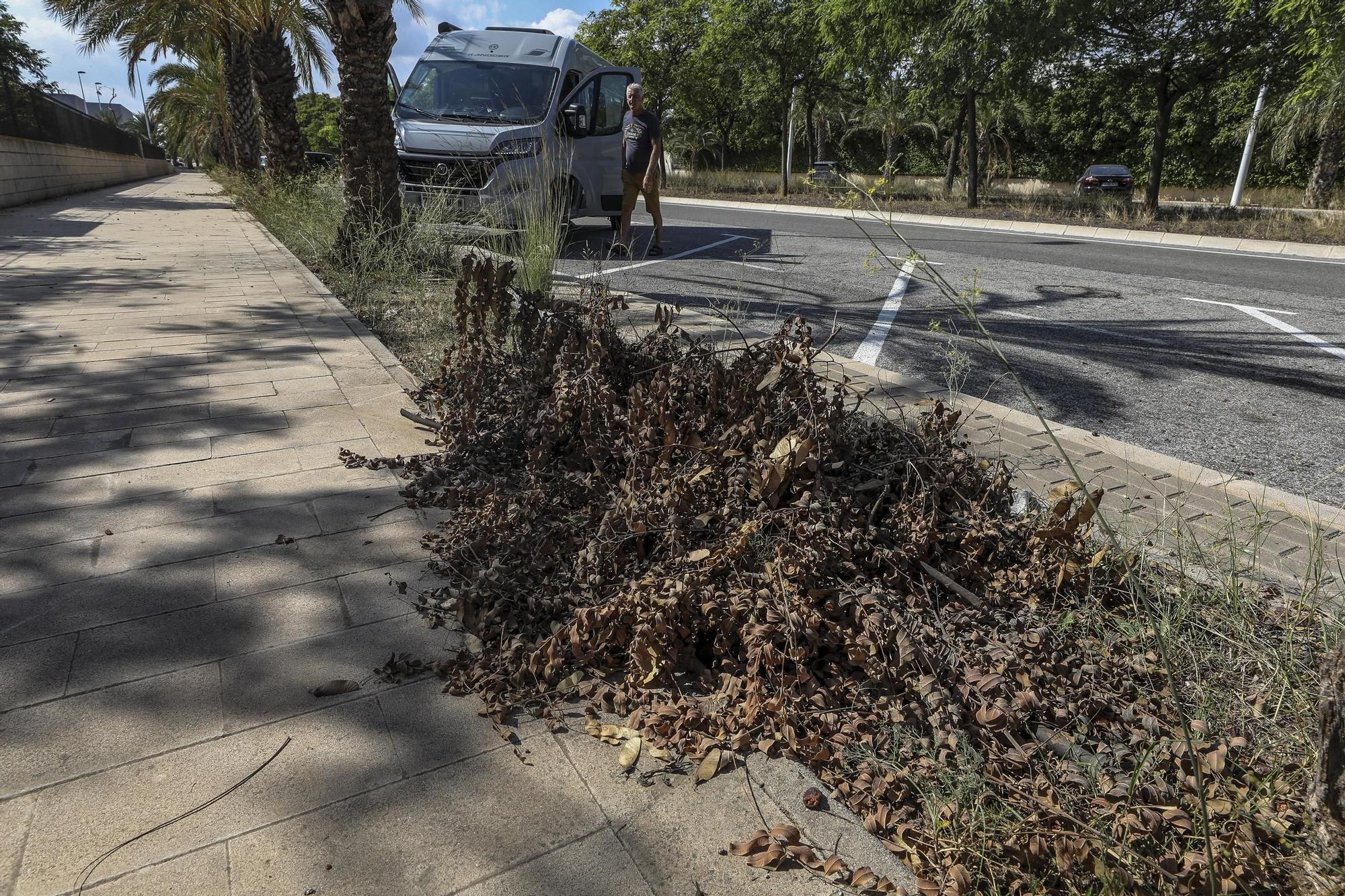 La maleza desborda el Parque Empresarial de Elche