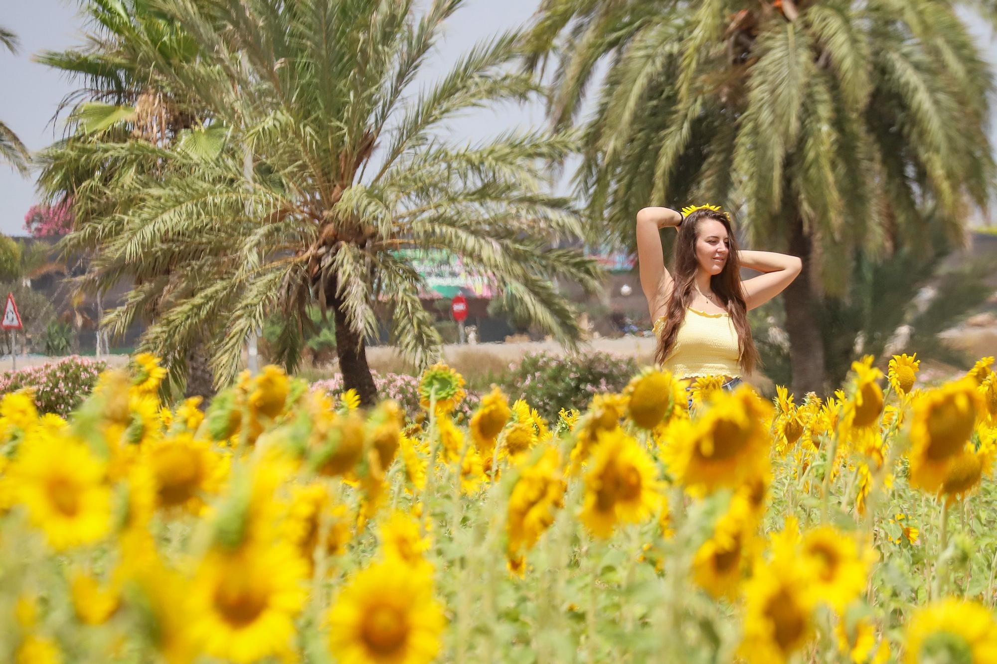 Los espectaculares campos de girasol plantados en Pilar de la Horadada