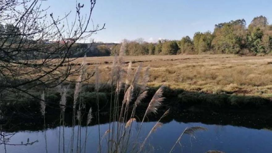 Miño contrata una obra para retirar especies invasoras y crear una senda peatonal en las marismas del Baxoi