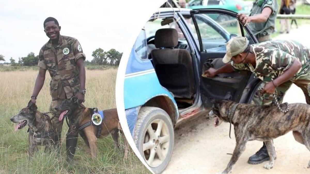 Holly durant les seves tasques dins de la Unitat Canina al Congo