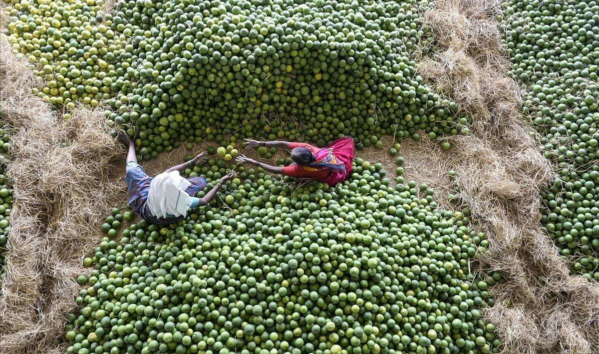 Los trabajadores indios seleccionan frutas Mosambis también llamadas naranjas dulces en el mercado de frutas Gaddiannaram en las afueras de Hyderabad, India.