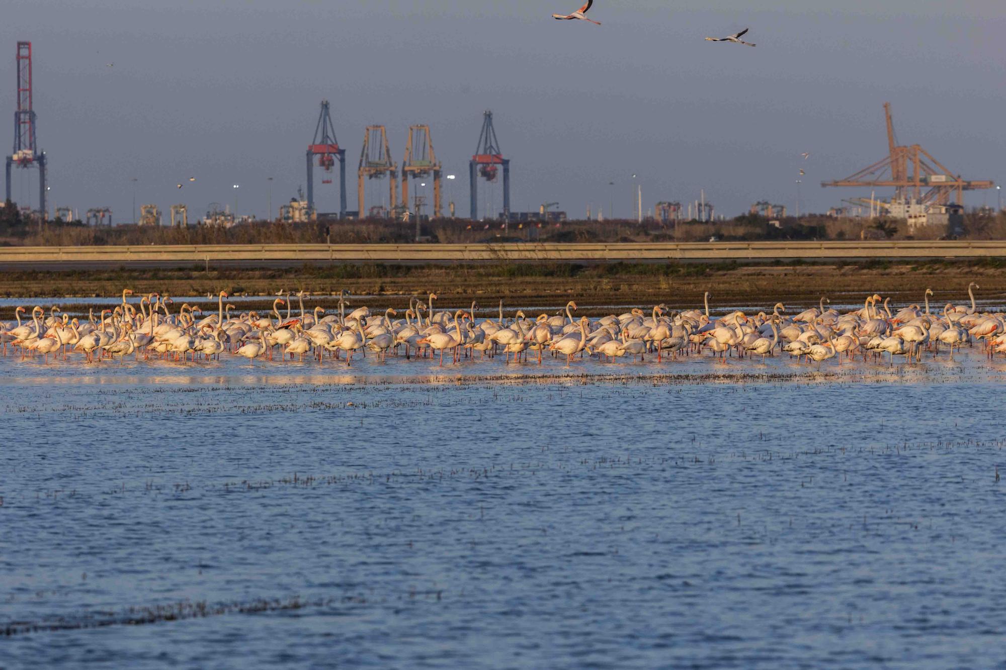 Flamencos, "moritos" y otras aves hibernan en l'Albufera