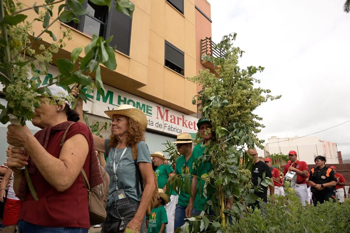 La Rama de Gáldar, en imágenes La Rama de Gáldar, en imágenes