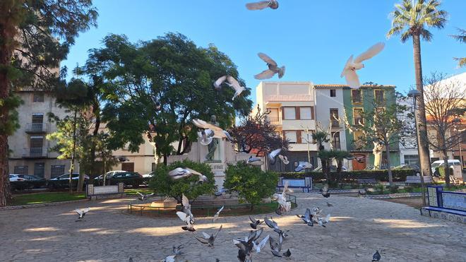 Fotogalería I Las palomas y tórtolas 'toman' el emblemático jardín de Sant Pasqual de Vila-real