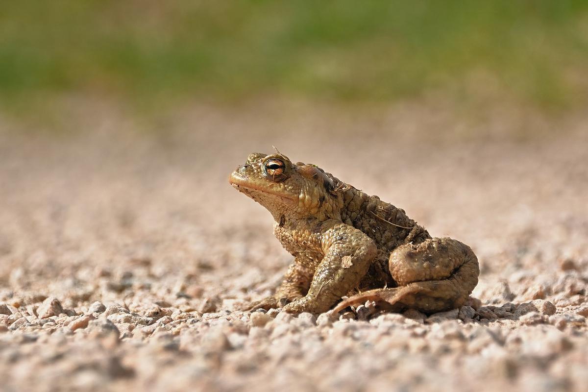 El rito del sapo bufo es una ceremonia chamánica en la que se utiliza el veneno de este animal para tratar adicciones y depresión