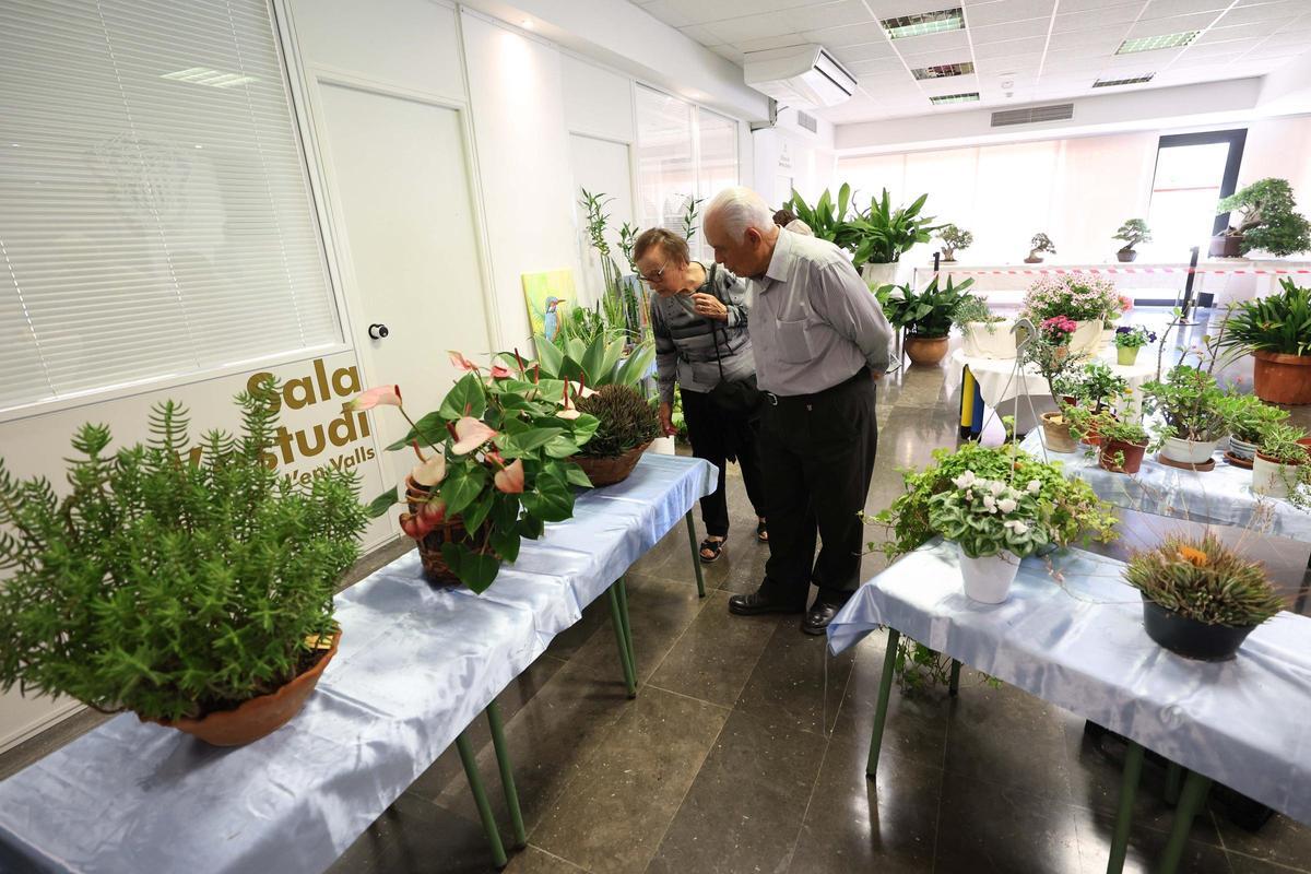 Fiestas Puig d'en Valls: coches antiguos, exposición de plantas y artesanía