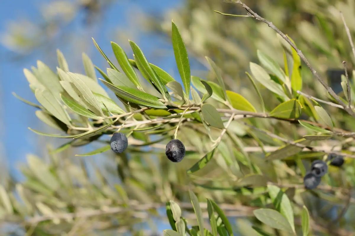 El acebuche será otro gran aliado en la reforestación de Málaga.