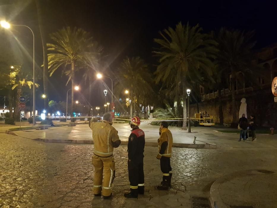 Sturm reißt sieben Palmen an Palmas Promenade um