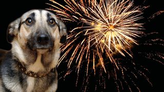 Cómo evitar que tu perro sufra por los petardos de San Juan