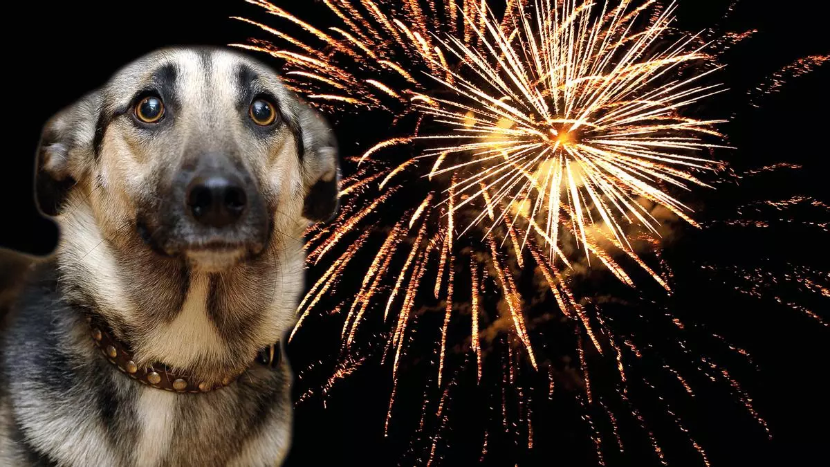 Cómo evitar que tu perro sufra por los petardos de San Juan
