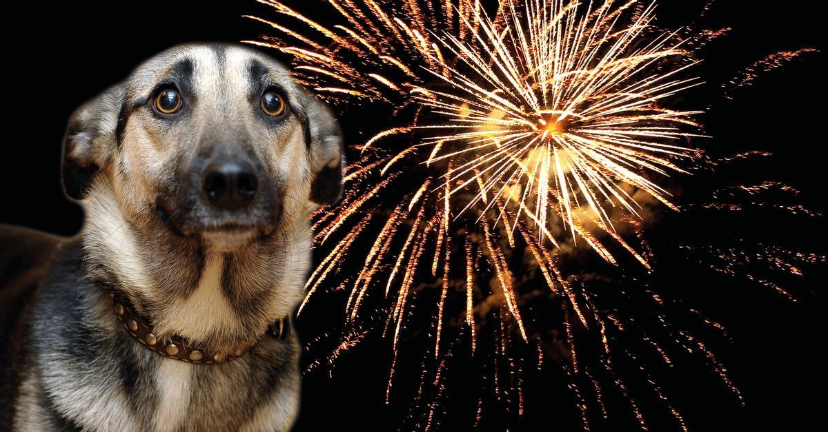 Muchos perros temen al ruido de los fuegos artificiales y petardos