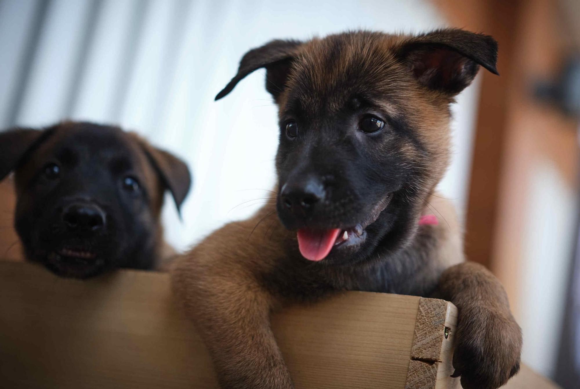 Estos son los nuevos cachorros de la Unidad Canina de la Policía Local de Santa Cruz