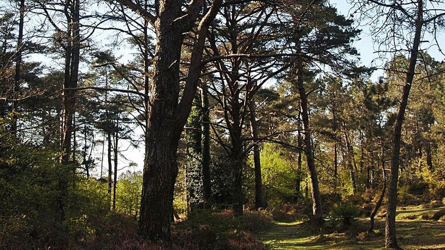 Arrancan los “Bosques Terapéuticos”, con 90 personas en espera