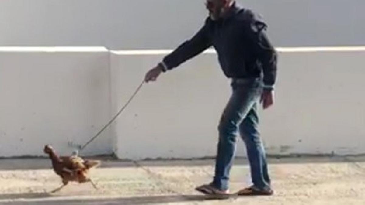Un hombre pasea a su gallina en Yaiza (Lanzarote) durante el estado de alarma