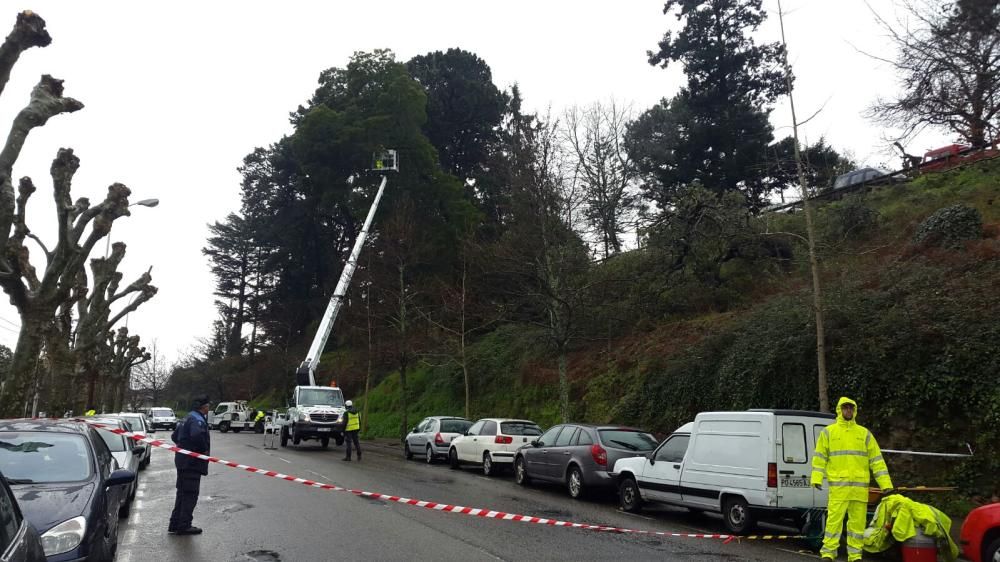 Peligro por un árbol en riesgo de desplome