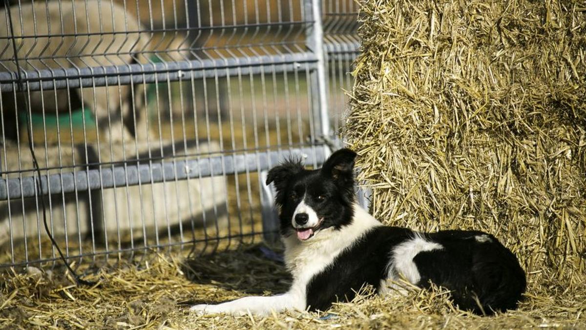 El 'border collie' que Jordi Muxach le regaló a Daniel.