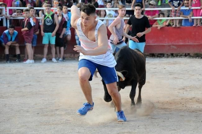 Les vaquetes de la festa major de Santpedor