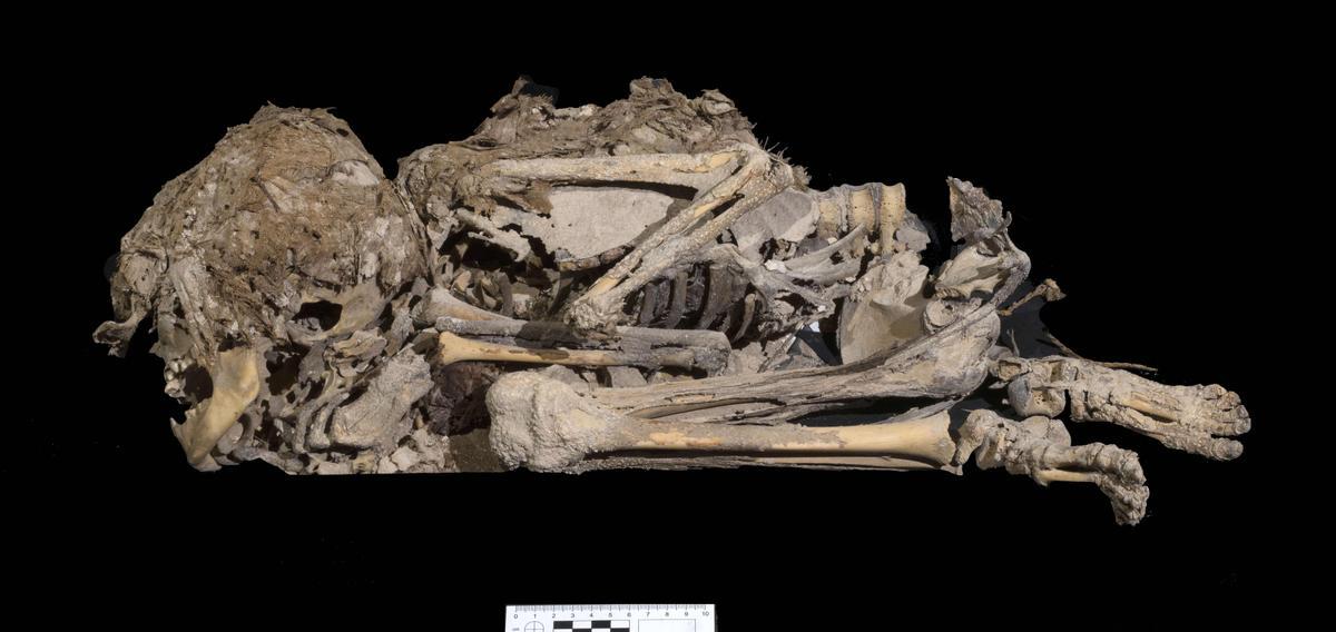 Esqueleto momificado de hace 6.000 años, posiblemente de mujer. AFP