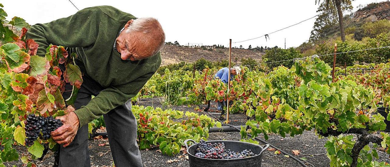 Una jornada de vendimia en las Bodegas Plaza Perdida. | | JUAN CARLOS CASTRO