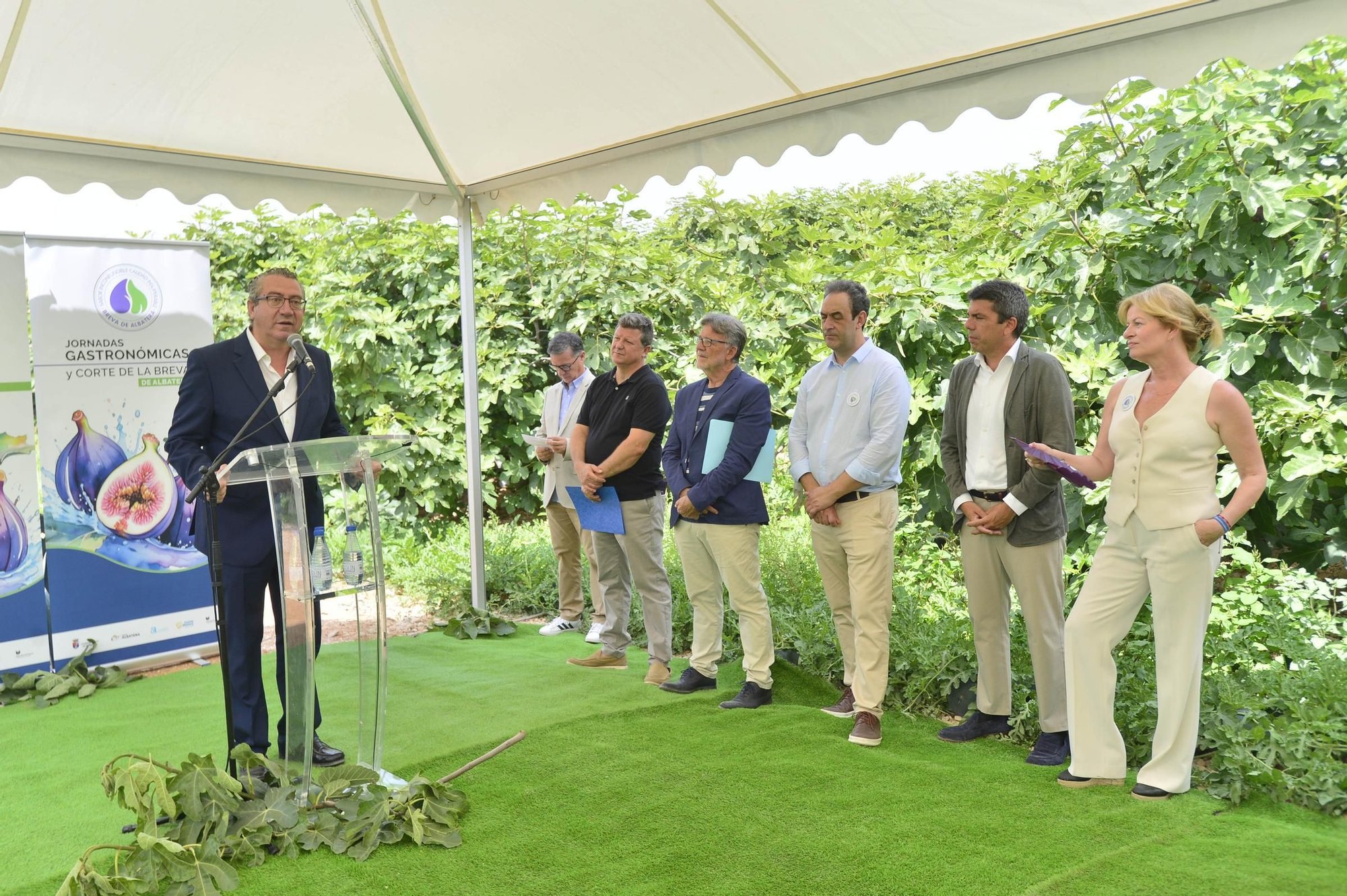 Acto simbólico del arranque de la campaña de breva colar de Albatera