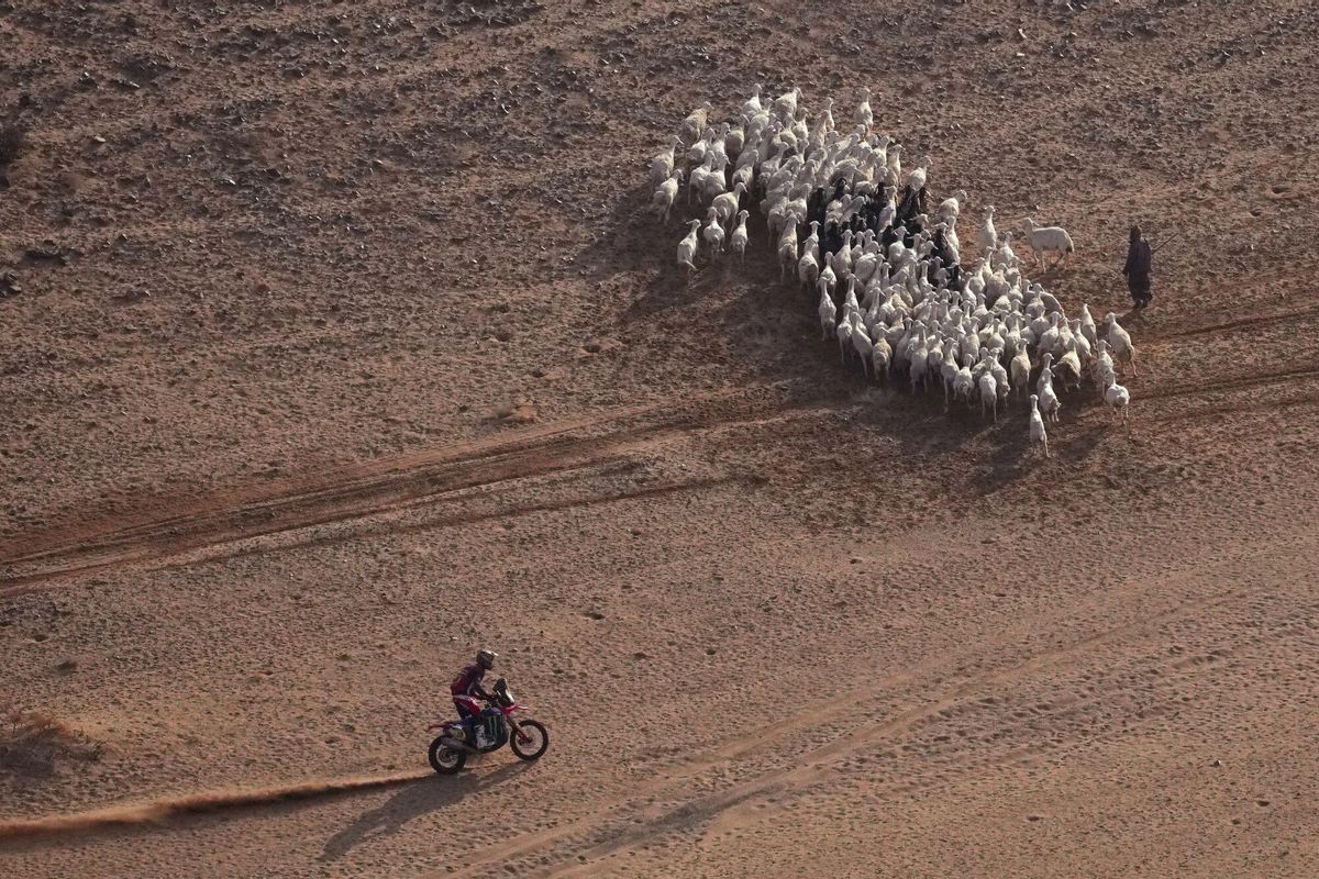 Skyler Howes rides past a herd of goats during the seventh stage of the Dakar Rally with start and finish in Al Duwadimi, Saudi Arabia, Sunday, Jan. 12, 2025. (AP Photo/Christophe Ena) Associated Press/LaPresse. EDITORIAL USE ONLY/ONLY ITALY AND SPAIN