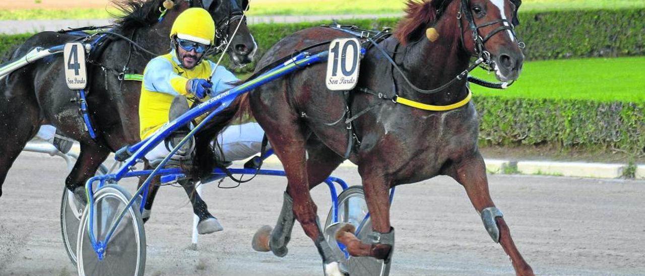 La yegua francesa Topaze Cilao (10) el pasado domingo en Son Pardo, con Tomeu Salas.