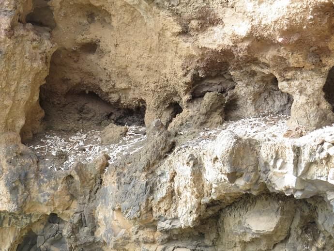 Estudios de restos óseos hallados en excavaciones prehispánicas en el sureste de Gran Canaria