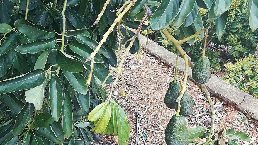 Detalle del árbol donde se ha arrancado fruta.