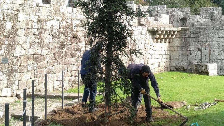 Los jardineros colocan el nuevo abeto en el patio de armas del castillo de Soutomaior. / FdV