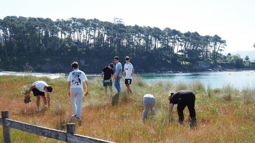La lucha contra las especies invasoras en las dunas de Baltar, en Sanxenxo,