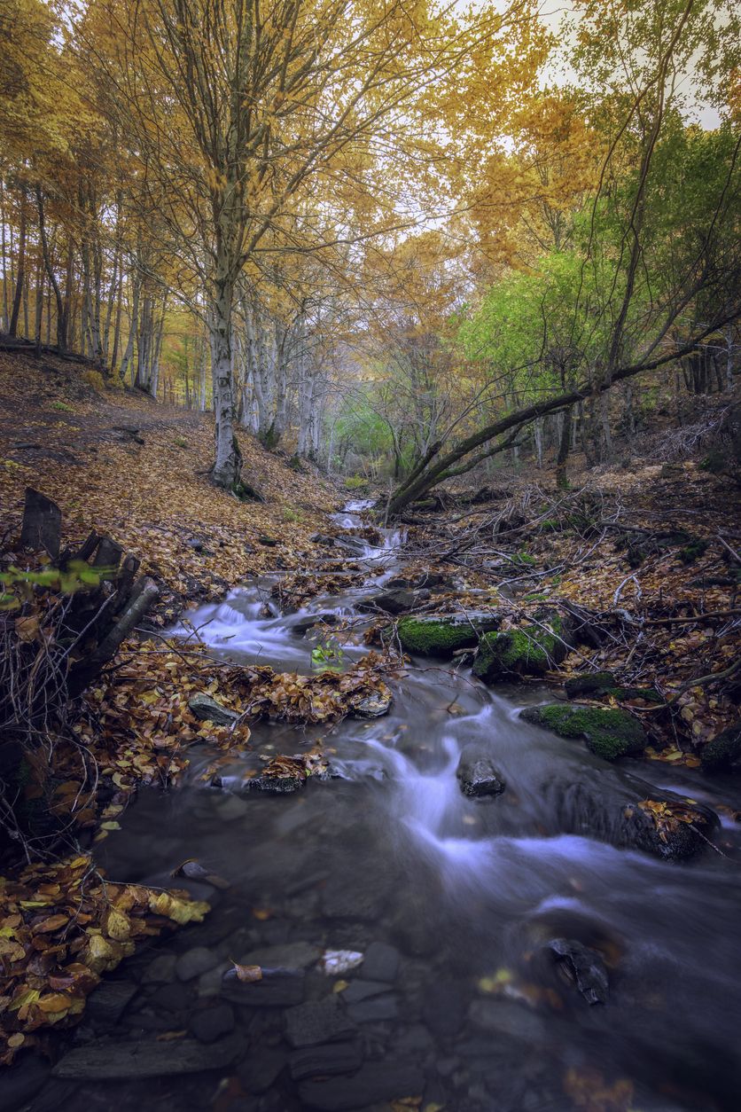 La atmósfera del parque natural es mágica.