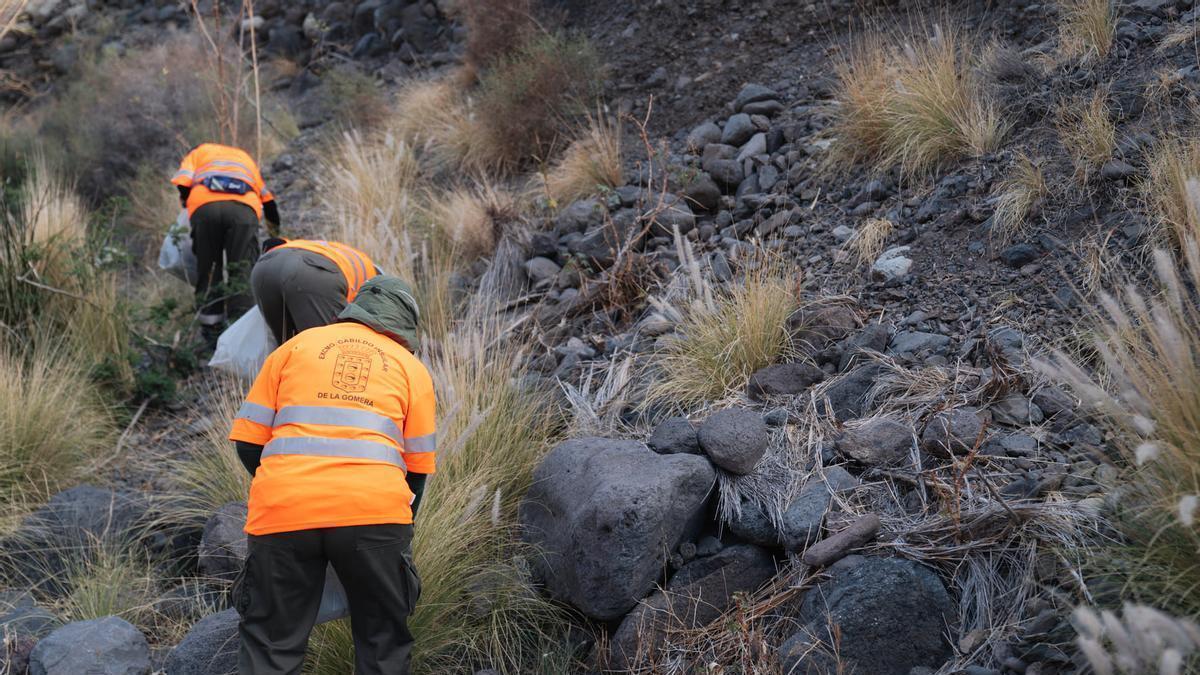 Unos operarios limpian una zona plagada de rabo de gato en La Gomera.