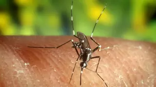 Declaran la alerta en un pueblo sevillano tras detectar mosquitos con virus del Nilo