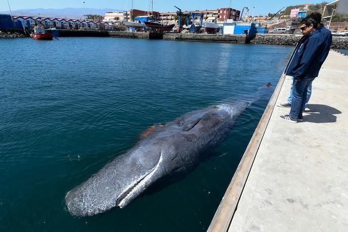 TELDE  13-03-19   TELDE. Localizan a una ballena cachalote hembra de nueve metros muerta flotando en la costa de Telde, la cual fue trasladada hasta el muelle de Taliarte a la espera de sus traslado al vertedero de Juana Grande donde le practicaran la necropsia. FOTOS: JUAN CASTRO